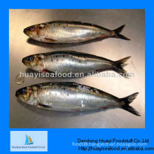frozen fish for feed sardine